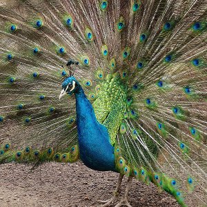 Pfau